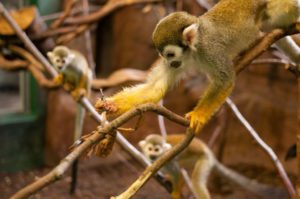 squirrel monkey with stick insect cropped