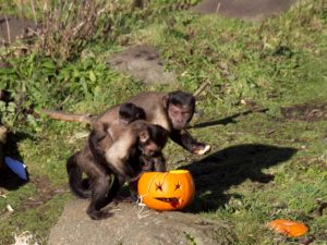 capuchins 3 with pumpkin