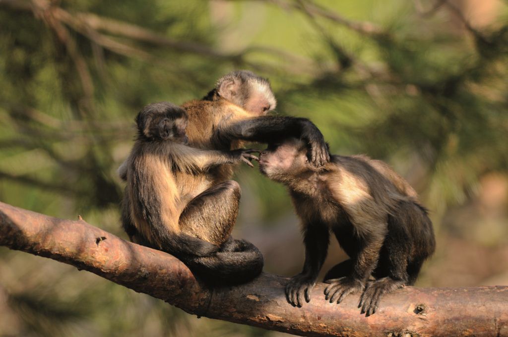 gesture capuchins