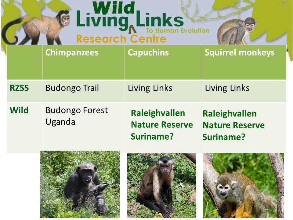A slide from Hannah Buchanan-Smith's talk concerning possible Living Links with wild field sites